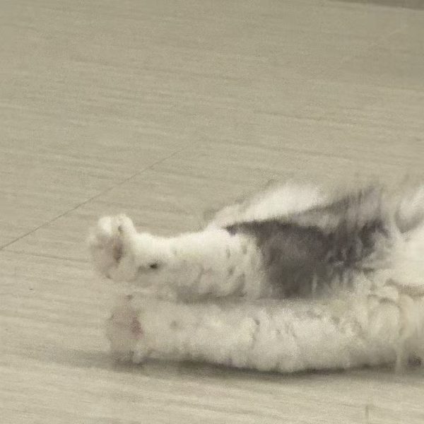 The whimsical moments of stretching