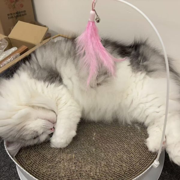 微信图片_20251201230802_72_80 Custom Hand-painted Cat Sleeping Positions