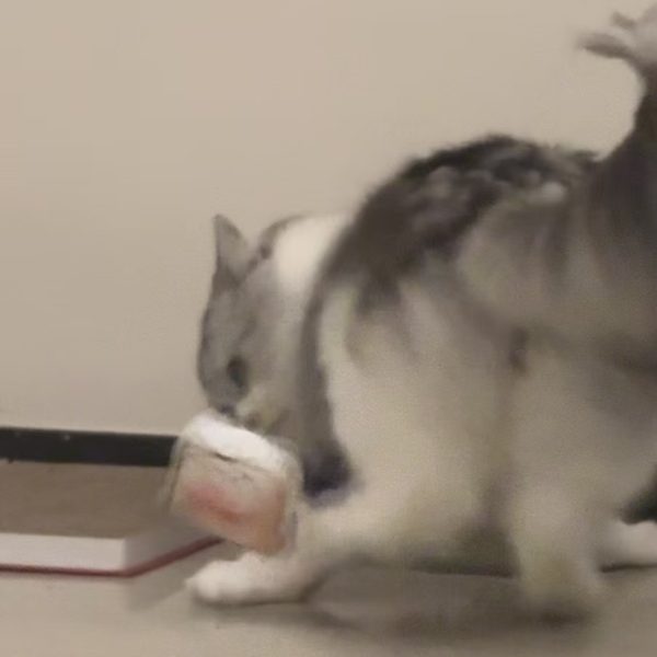 Playful Sandbag Antics