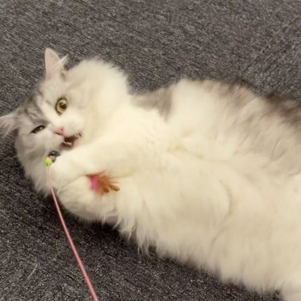 微信图片_20251202030158_80_80 Hand-painted customization of cats playing with cat wands