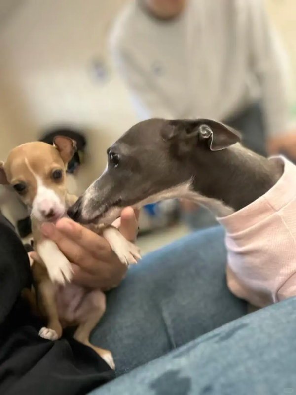 The First Meeting of Graystripe and Doubao