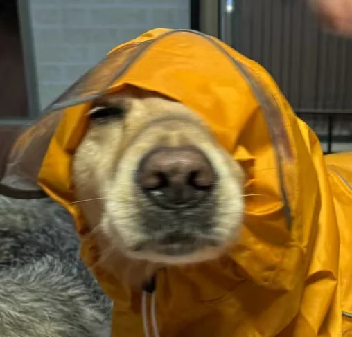 "The First Experience of 'Little Yellow Hat' with Its Raincoat"