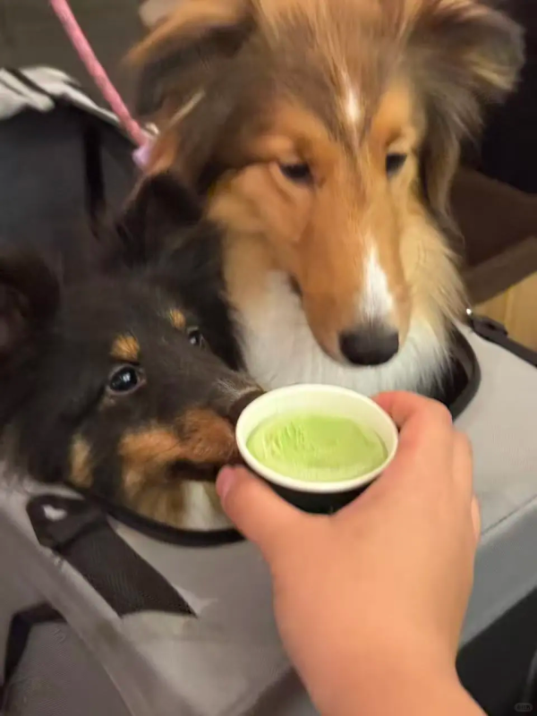 微信图片_20251202051712_5354_20 The Matcha Sweetness of Jinzong and Heili